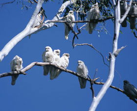 Carawine Gorge - Australia Accommodation 0