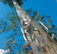 Dave Evans Bicentennial Tree - Australia Accommodation