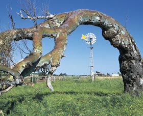 Greenough Leaning Trees - Australia Accommodation 0