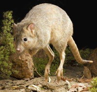 Kanyana Wildlife - Australia Accommodation