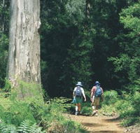 Gloucester Tree - Australia Accommodation