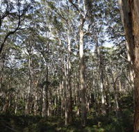 Boranup Karri Forest - Australia Accommodation