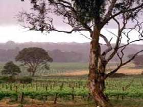 Yangarra Estate Vineyard - Australia Accommodation 0