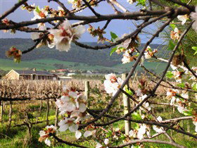 Cradle Of Hills McLaren Vale Winery - Australia Accommodation 0