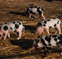 Will's Rare Breeds Farm - Australia Accommodation