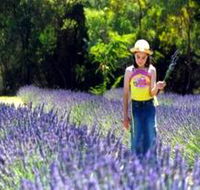 Brayfield Park Lavender Farm - Australia Accommodation