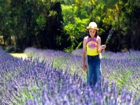 Brayfield Park Lavender Farm - Australia Accommodation 0
