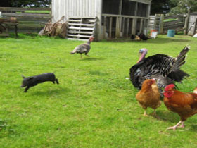 Echo Farm - Australia Accommodation 0