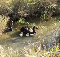 Tamar Island Wetlands Reserve and Interpretation Centre - Australia Accommodation
