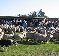 Curringa Farm - Accommodation and Farm Tours - Australia Accommodation