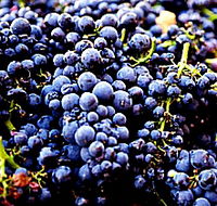 Laurel Bank Vineyard - Australia Accommodation