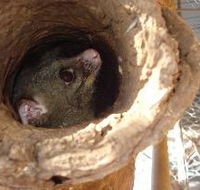Mulga Sanctuary and Wildlife Park - Australia Accommodation