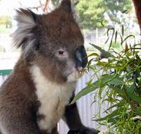 Glen-Forest Tourist Park - Australia Accommodation