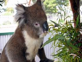 Glen-Forest Tourist Park - Australia Accommodation 0