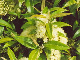 Tumbeela Native Bushfoods - Australia Accommodation 0