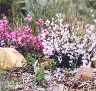 Stokes Bay Bush Garden - Australia Accommodation