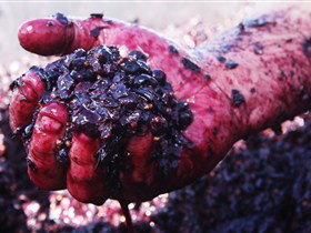 Rusden Wines - Australia Accommodation 0