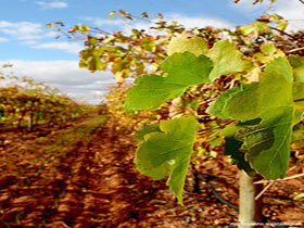 Mirabella Vineyards - Australia Accommodation 0