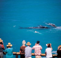 Whale Watching At Head Of Bight - Australia Accommodation