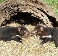Wing's Wildlife Park - Australia Accommodation