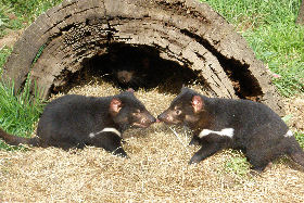 Wing's Wildlife Park - Australia Accommodation 0