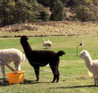 Maydena Country Cabins Accommodation  Alpaca Stud - Australia Accommodation