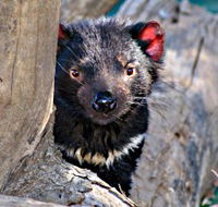 Trowunna Wildlife Sanctuary - Australia Accommodation