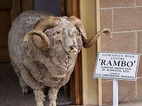 Tasmanian Wool Centre - Australia Accommodation 0
