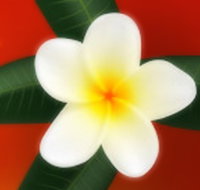 Well Retreat - Day Spa and Teahouse - Australia Accommodation