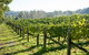 Surveyor's Hill Vineyards - thumb 0