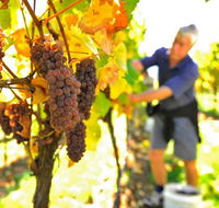 Native Point Wines - Australia Accommodation