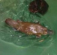 Platypus House - Australia Accommodation