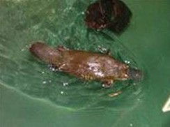 Platypus House - Australia Accommodation 0