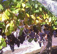 Palmara Vineyard - Australia Accommodation