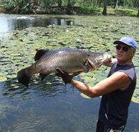 Barra Feeding - Australia Accommodation