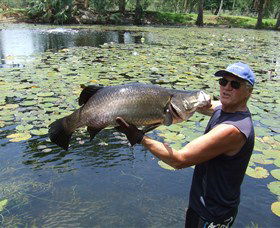 Barra Feeding - Australia Accommodation 0