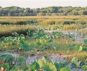 Fogg Dam Conservation Reserve - Australia Accommodation 0