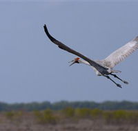 Gayngaru Wetlands Interpretive Walk - Australia Accommodation