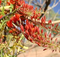 Olive Pink Botanic Garden - Australia Accommodation