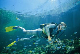 Kirra Reef Dive Site - Australia Accommodation 0