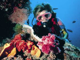 Cook Island Dive Site - Australia Accommodation 0