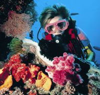 Nine Mile Reef Dive Site - Australia Accommodation