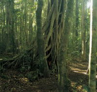 Lamington National Park Binna Burra Section - Australia Accommodation