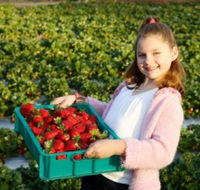 Strawberry Fields - Australia Accommodation