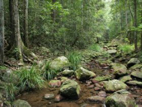 Amamoor State Forest - Australia Accommodation 0