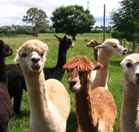 Banyandah Alpacas - Australia Accommodation