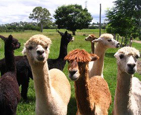 Banyandah Alpacas - Australia Accommodation 0