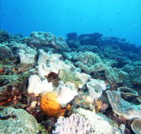 Mudjimba Old Woman Island Dive Site - Australia Accommodation
