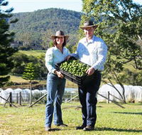 Hinterland Feijoas - Australia Accommodation