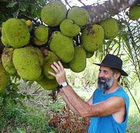 Cape Trib Exotic Fruit Farm - Australia Accommodation